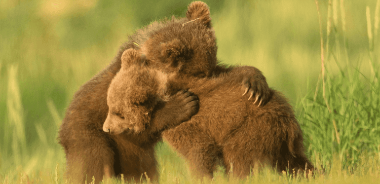 Global Conservation Organization- Website Development - WWF