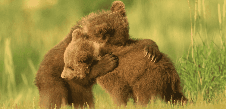 Global Conservation Organization- Website Development - WWF