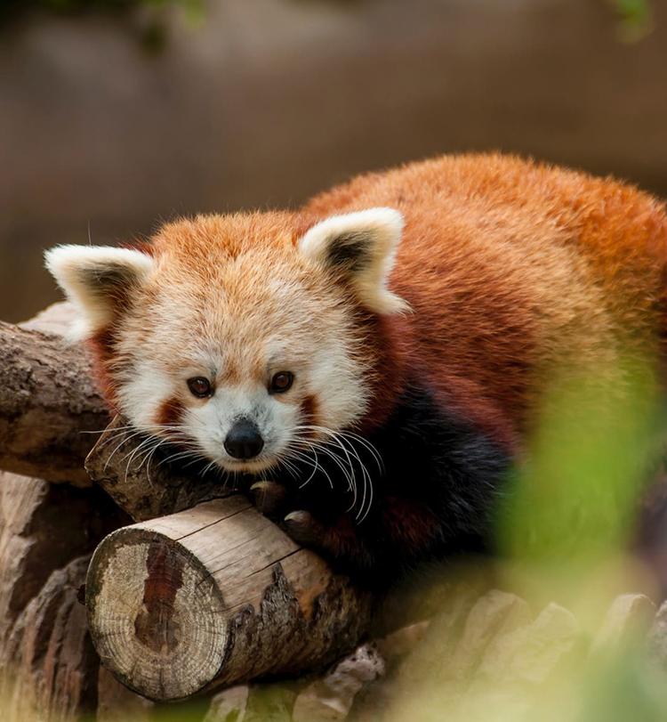 WordPress Development – Global Conservation Organization WWF