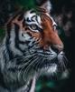 Global Conservation Organization WWF - WordPress Development
