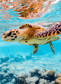 Global Conservation Organization-WWF-Singapore